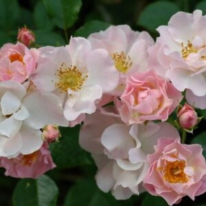 Роза Пинк Скайлайнер