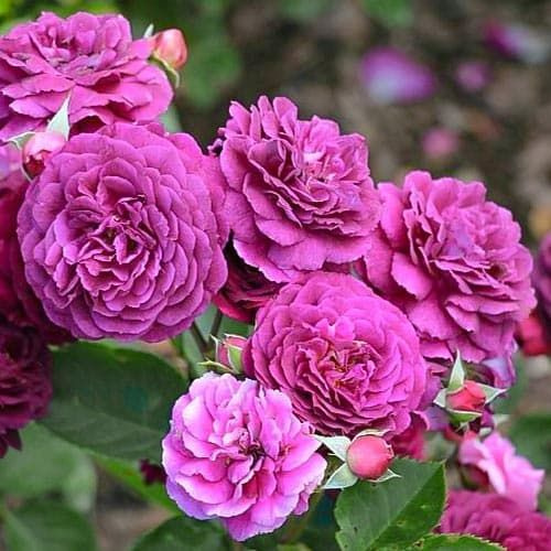 Роза Нью Эйдж