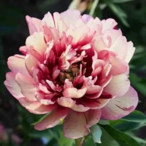 Пион Hillary ITO