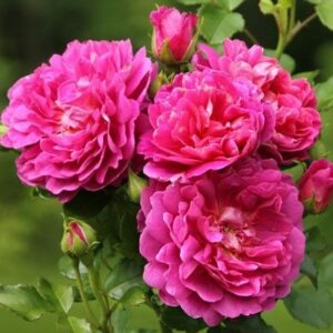 Роза Принцесса Анна