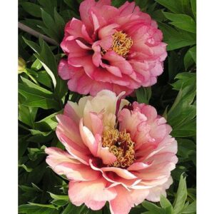 Пион Hillary ITO