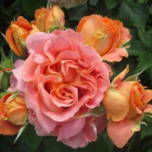 Роза Вивьен Вествуд