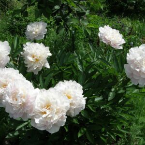 Пион Gardenia