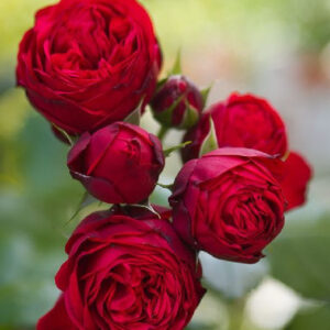 Роза Эротик Роккоко