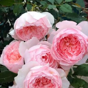 Роза Мисаки (Misaki)