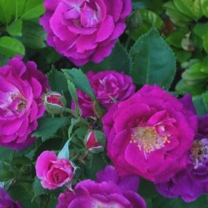 Роза Одасьёз