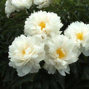 Пион Gardenia