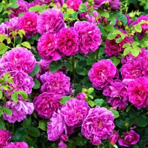 Роза Принцесса Анна