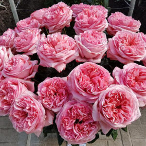 Роза Пинк Экспрешн