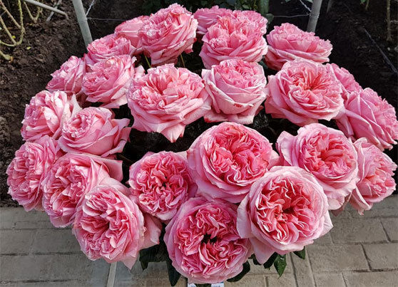 Роза Пинк Экспрешн — изображение 2