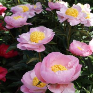 Пион Garden Lace