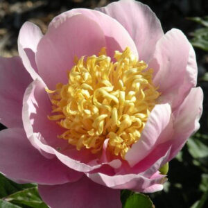 Пион Garden Lace