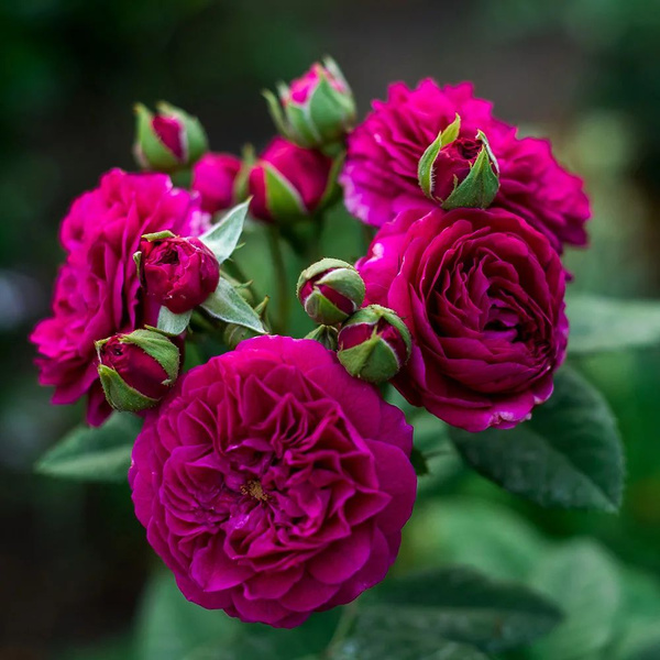 Роза Пердита (Копировать)