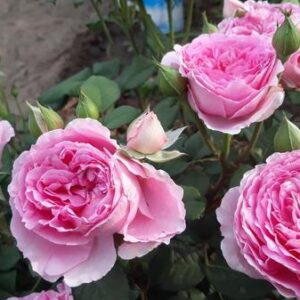 Роза Анри ле Сиданэ