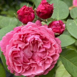 Роза Миллами