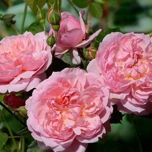 Роза Анна Болейн