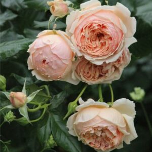 Роза Масора