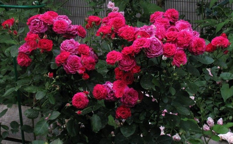 Роза Домэн дэ Сэн Жан дэ Борэгар — изображение 4