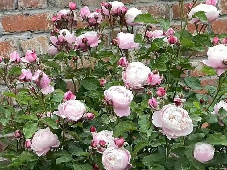 Роза Плум — изображение 4