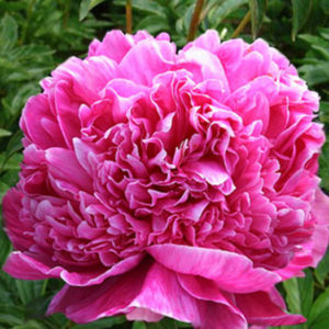 Пион Augustin dHour — изображение 3