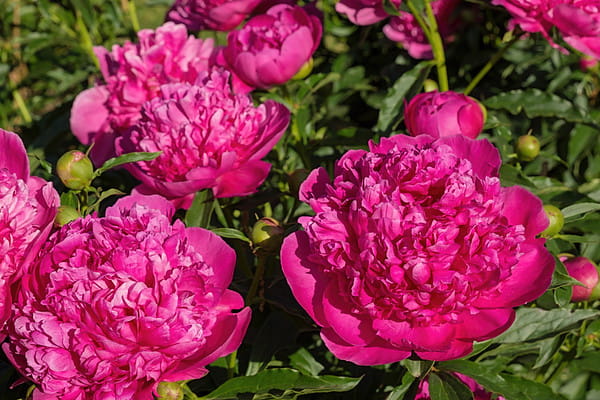 Пион Augustin dHour