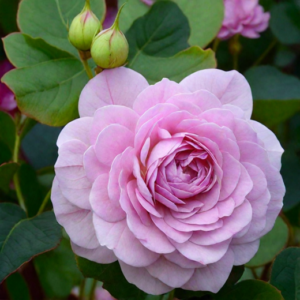 Роза Леди Парфюм