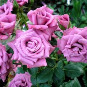 Роза Лавандер Мейландин