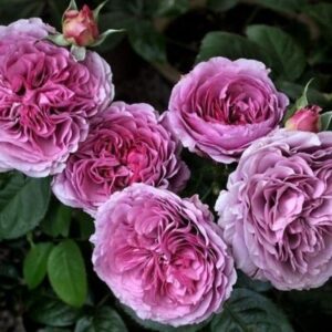 Роза Лавандер Ваза