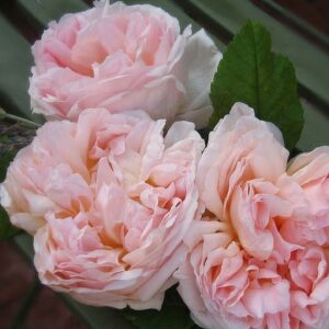 Роза Кресида