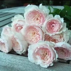 Роза Шиолли