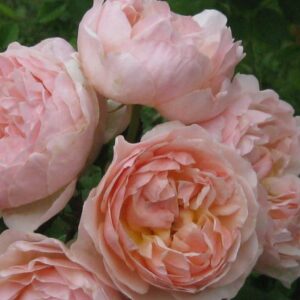 Роза Эвелин