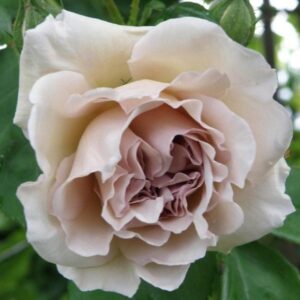 Роза Эш Уэнздей