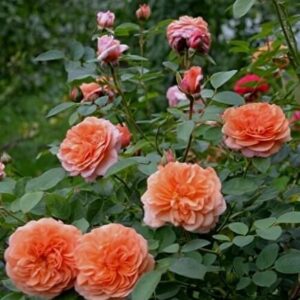 Роза Луиз Клементс