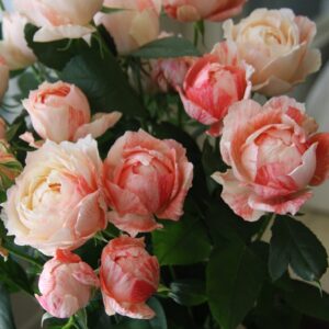 Роза Ла Зебра