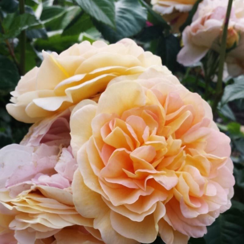 Роза Амели Нотомб