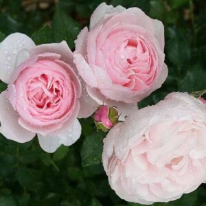 Роза Херитейдж