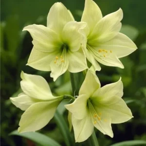 Амариллис Lemon Lime 1 шт