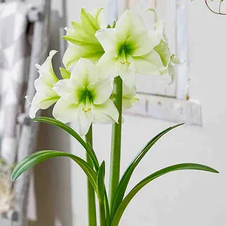 Амариллис NorthPole 1 шт