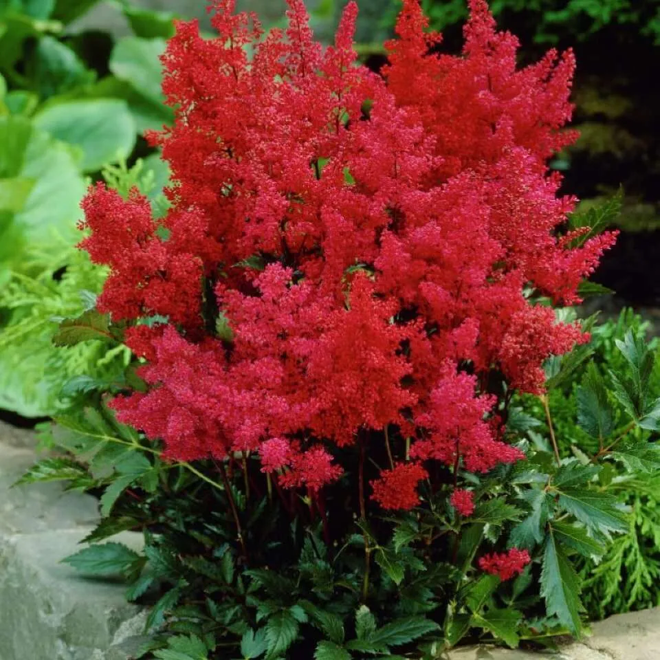 Астильба Vesuvius 1 шт