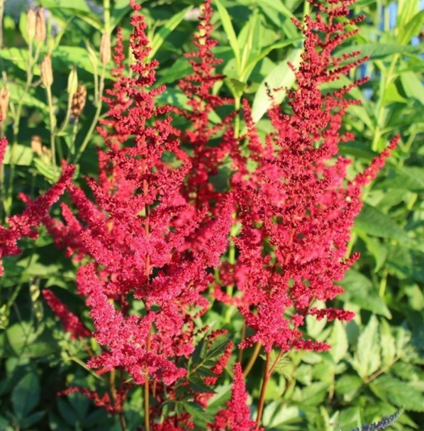 Астильба Vesuvius 1 шт — изображение 3