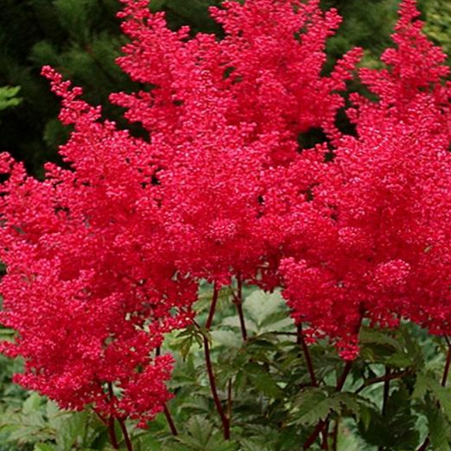 Астильба Vesuvius 1 шт — изображение 4