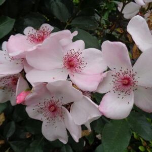 Роза Астрономия