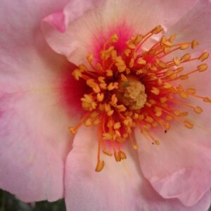 Роза Астрономия