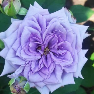 Роза Замок черники