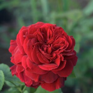 Роза Элди Брутвейт