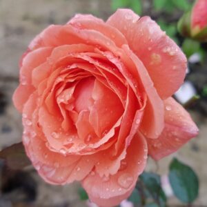 Роза Луиз Клементс