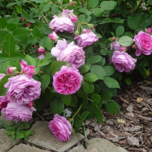 Роза Лилак топаз