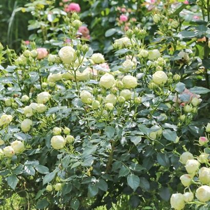 Роза Лемон Роккоко — изображение 4