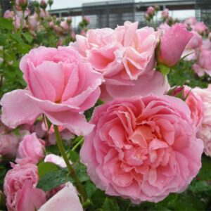 Роза Дам де Шеннесон