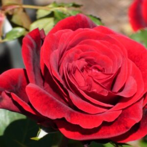 Роза Дон Жуан (Копировать)